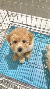 Poodle Puppy