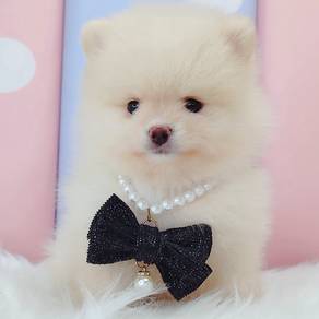 Pomeranian