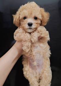 Cavapoo puppy:::