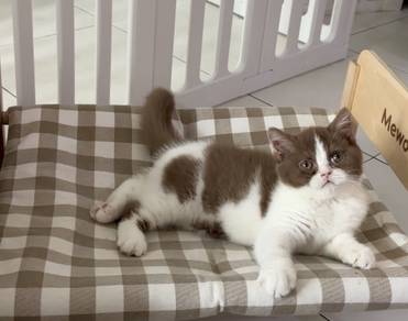 British shorthair