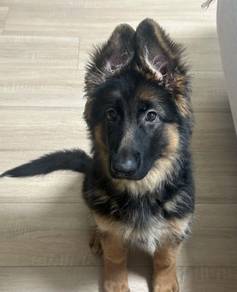 German Shepherd
