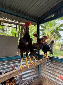Ayam ratu LHK anak muda