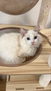 male ragdoll