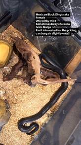 Kingsnake