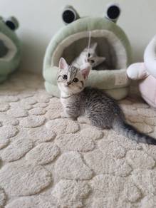 munchkin 