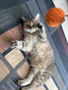 bsh cat free adopt