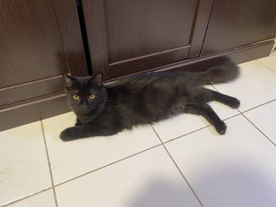 Kucing Cat