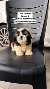 Shihtzu x Shihpoo