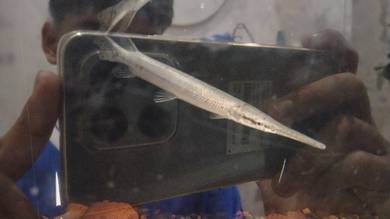 aligator gar