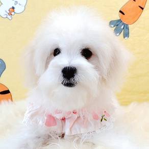 Bichon