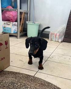 Daschunds