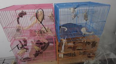 Sugar Glider