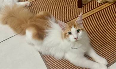 Mainecoon purebreed