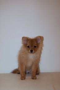 J0723 Pomeranian small cute teddy puppy