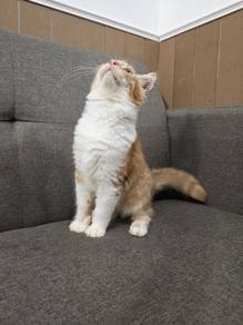 mix mainecoon