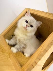 BLH Female Blue eyes