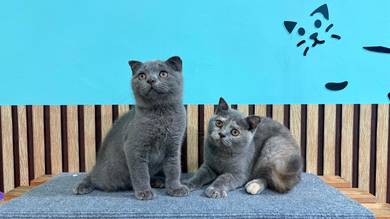 CLEARANCE Scottish Fold/Straight Kitten