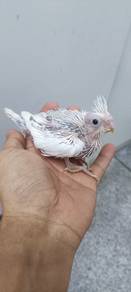 burung jinak manja