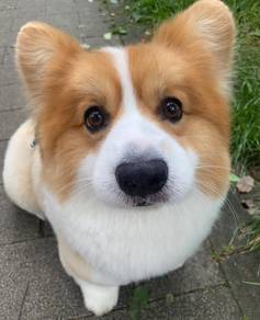 Welsh Corgi