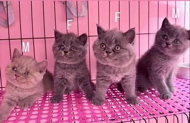 BSH kitten