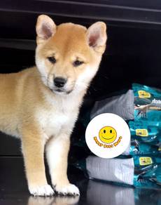 MM7000 Shiba Inu little cute lovely puppy