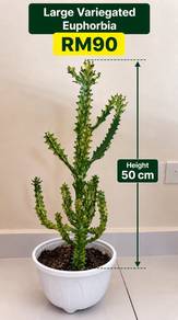 Large Variegated Euphorbia | Mature Sculptural