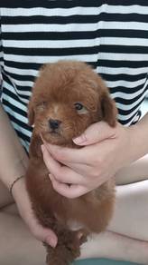 Toy Poodle