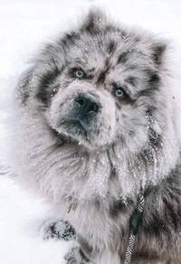 Chow Chow