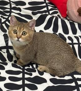 Munchkin Cat