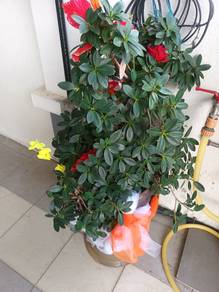 Green plants with pot 