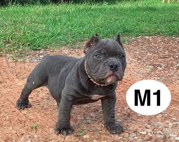 American Bully Male Female Puppy