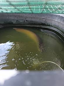 silver arowana (2feet)