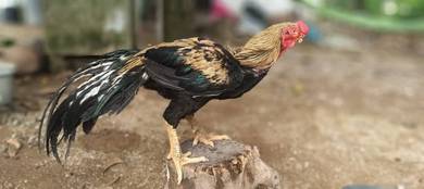 aseell parrot setahun 6 bln 