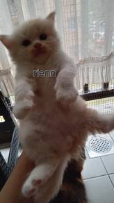 jantan white soft orange 1bln<