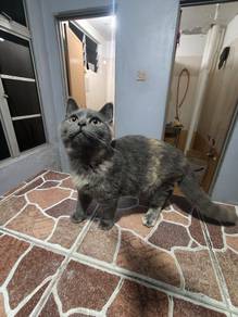 BSH Female