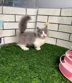 Bicolor Napoleon kitten