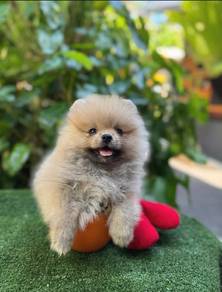 teacup Pomeranians 11