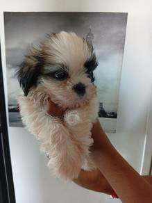 Shihtzu 