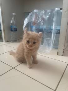 Mainecoon Mix