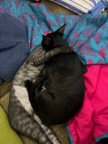 Free Kitten to rehome