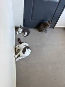 bsh