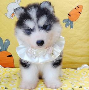 Husky