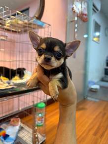 短毛吉娃娃 Short Coat Chihuahua Female 🎀