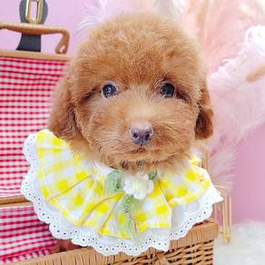 Poodle