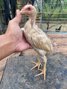 Ayam bangkok klasik