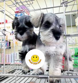 sc200 Mini Schnauzer Salt & Pepper puppy #MKA