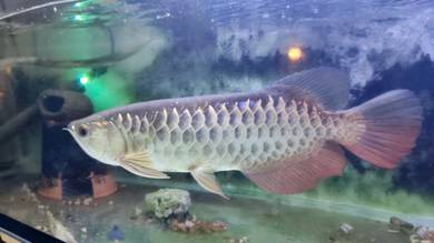 Golden head Malaysian Golden Blue Base arowana