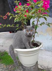 British shorthair