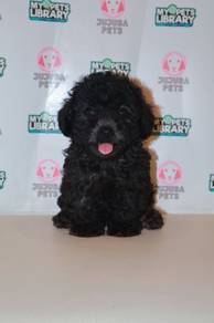 f35 Charming Grey Poodle Dog