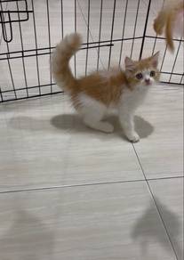 Kucing Persian Longhair